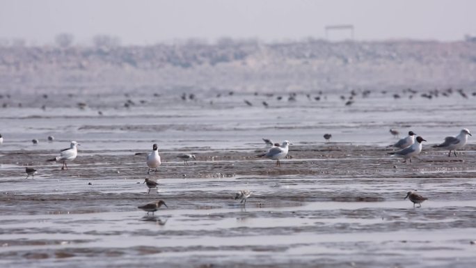 滩涂湿地栖息地鸟类鸟迁徙鸟觅食鸟休