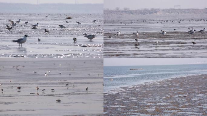 滩涂湿地栖息地鸟类鸟迁徙鸟觅食鸟休