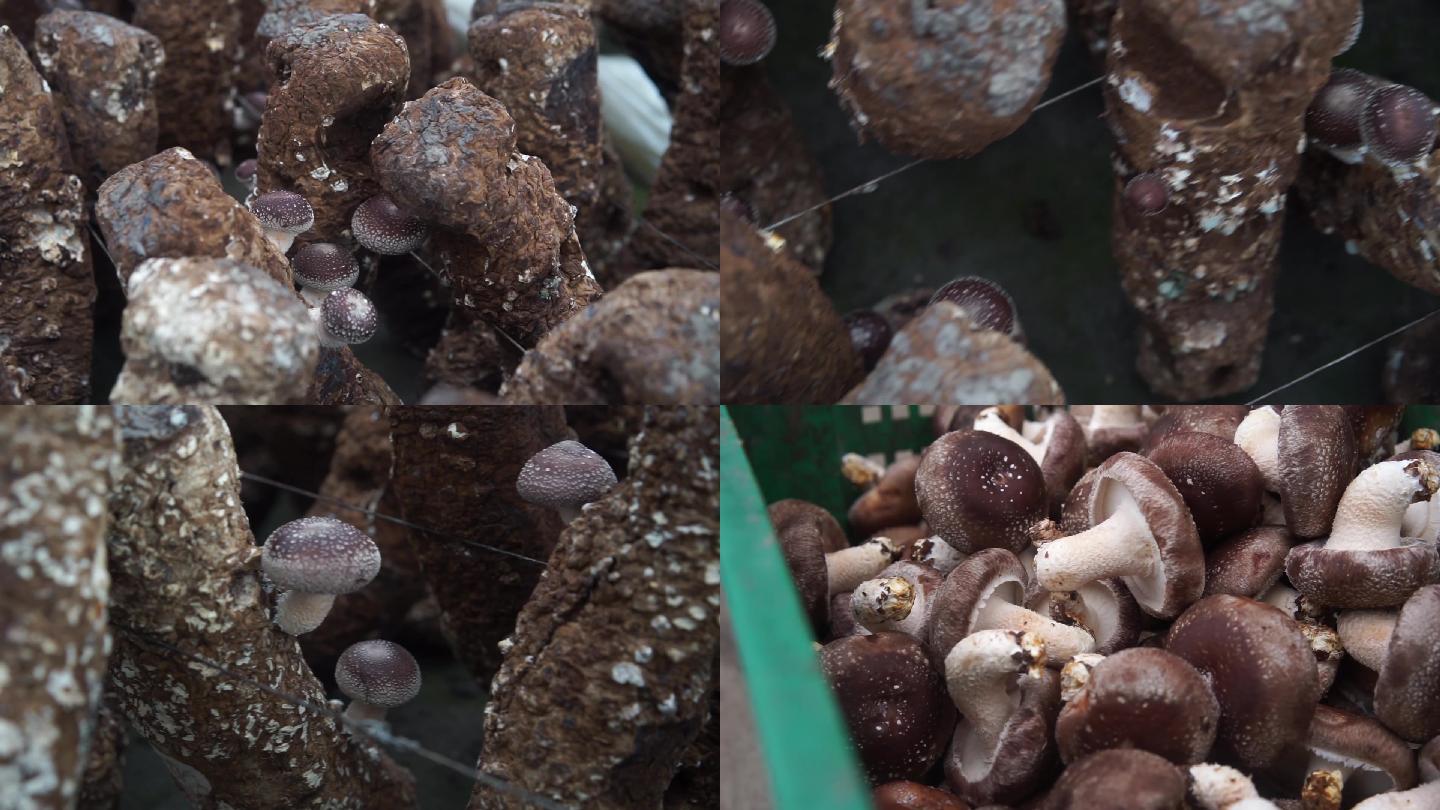 香菇蘑菇种植