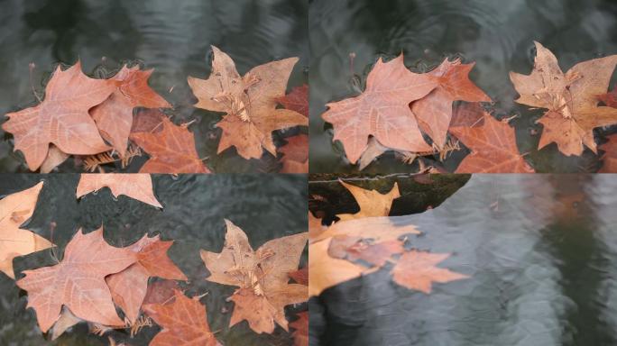 枫叶落叶水池秋天红叶水中的枯叶