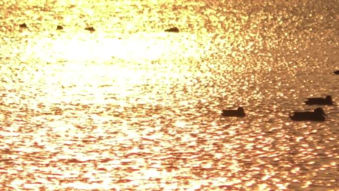 晚霞湖水野鸭子湿地公园生态绿色候鸟