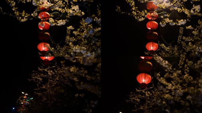 红灯笼新年夜景樱花开