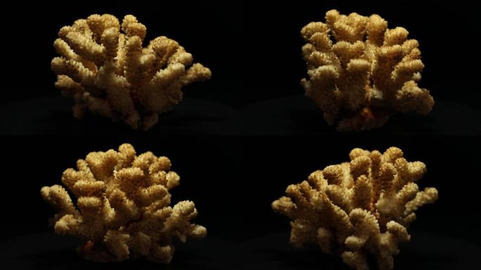 黑背景下的石珊瑚