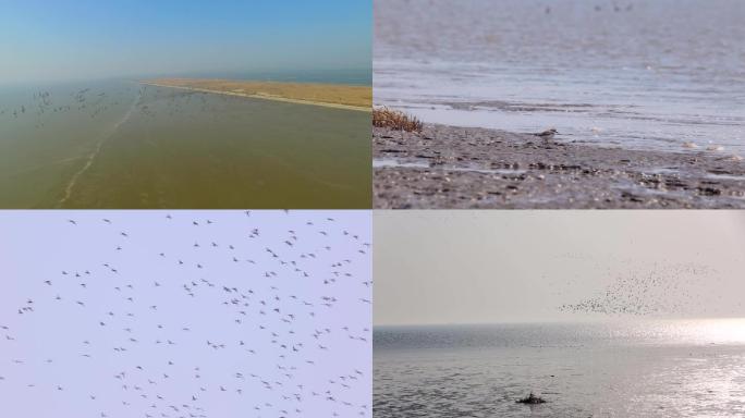 鸟群飞鸟航拍水鸟鸟迁徙湿地滩涂