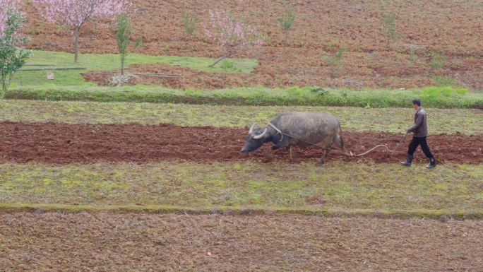 春耕播种、牛耕犁地