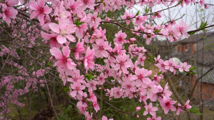 桃花春天景色