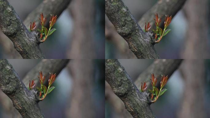 嫩芽嫩叶嫩枝叶万物复苏春天到来、可商用