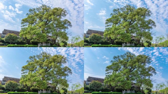 【4K】古樟树延时、参天大树