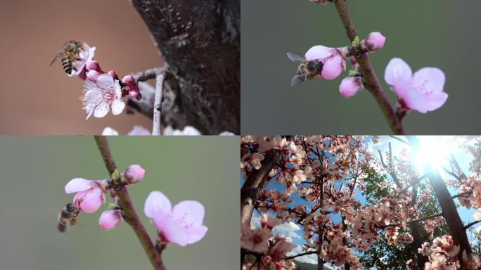 4K海棠花桃花