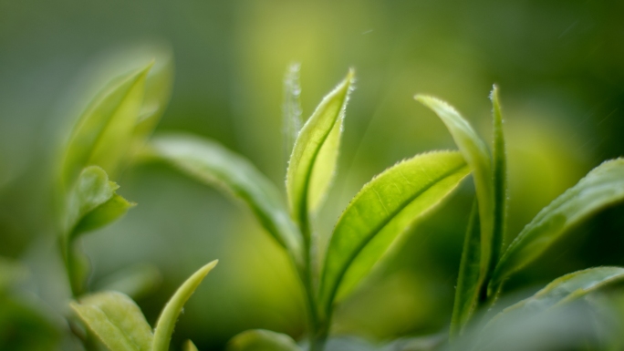 茶茶叶茶山茶艺喝茶茶园茶芽春茶绿茶红茶