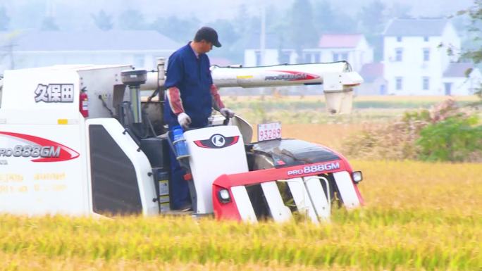 秋季金秋农机收割水稻粮食农业