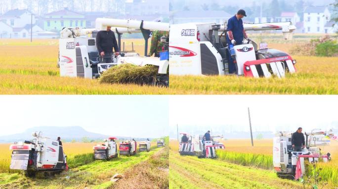 秋季金秋农机收割水稻粮食农业