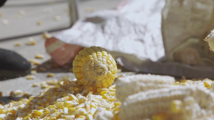 【原创】传统手工玉米脱粒