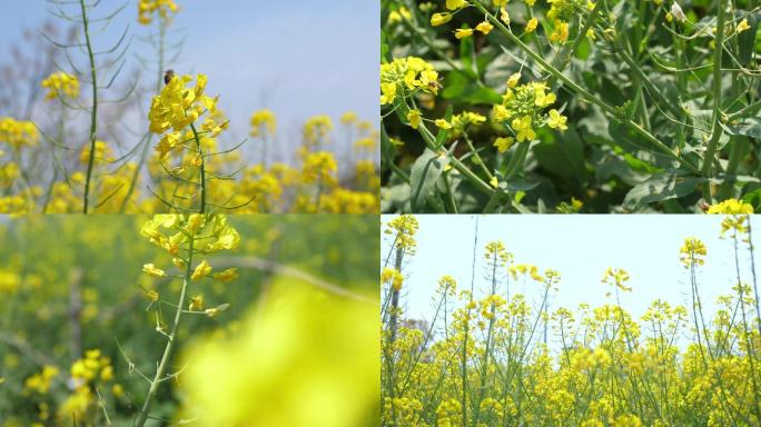 4K油菜花蜜蜂