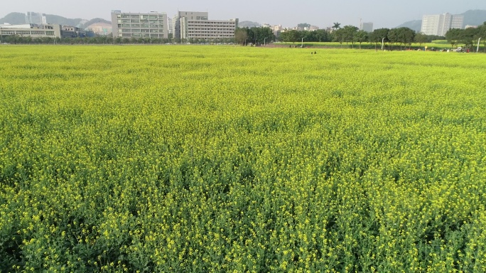 金黄遍地油菜花