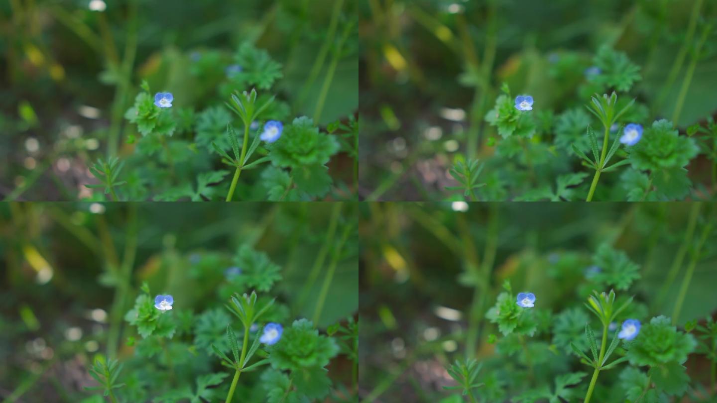 春天摇晃植物