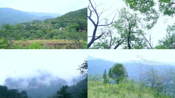 深山风景柿子树石头房山村太行山秦岭山脉