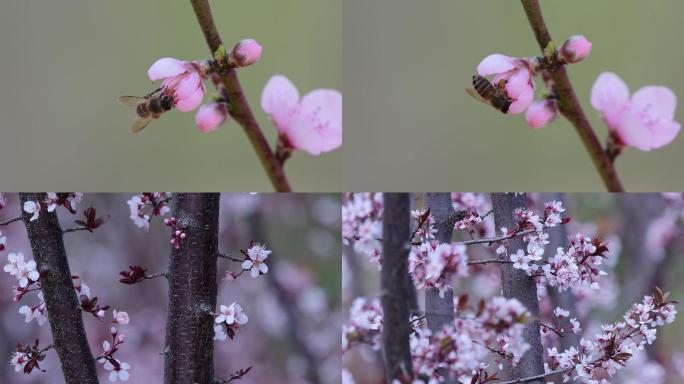 4K海棠花桃花儿