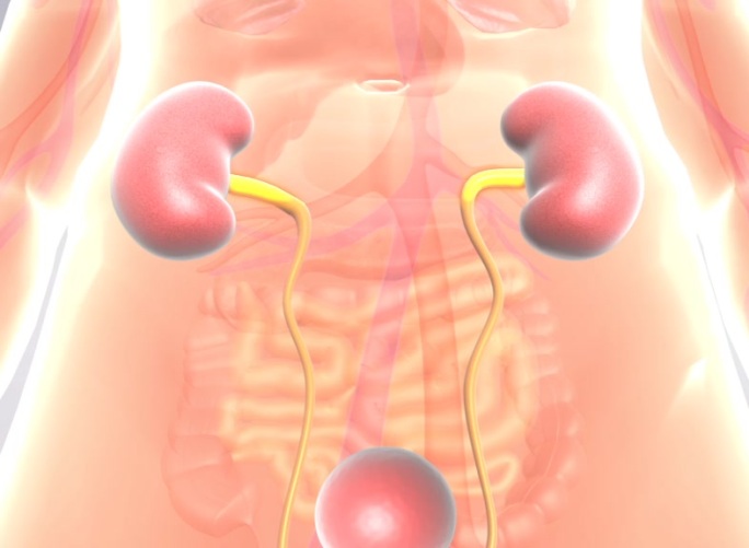 人体肾脏前列腺