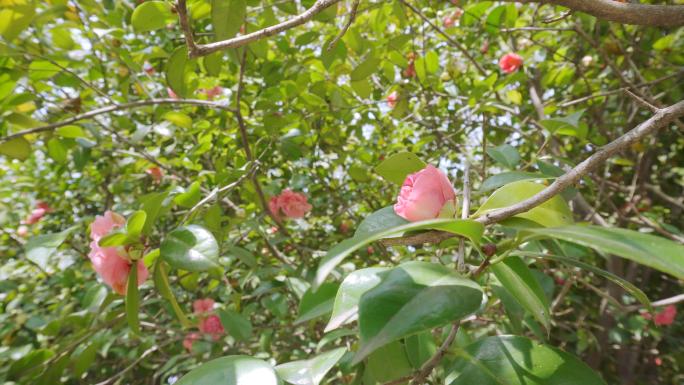 山茶树、山茶花