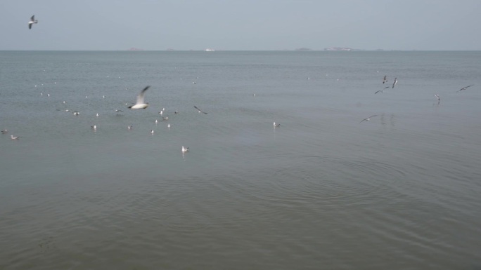 海鸥在海面上飞翔