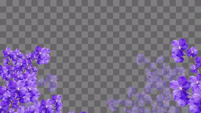 紫罗兰花丛穿梭边框-带通道