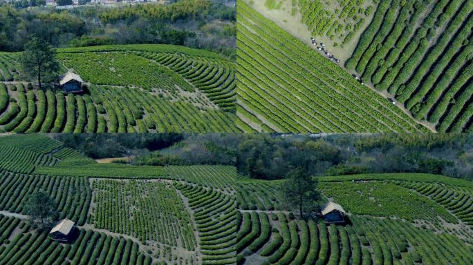 南京山间茶园航拍4K