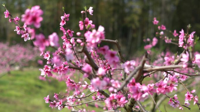 桃树桃花花开4K素材