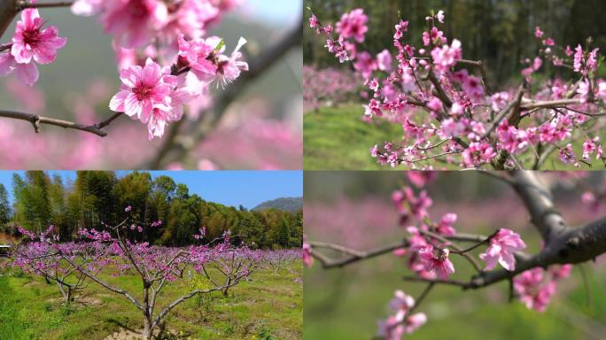 桃树桃花花开4K素材