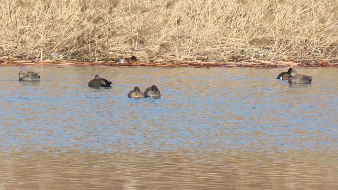 早春湿地珍稀水禽