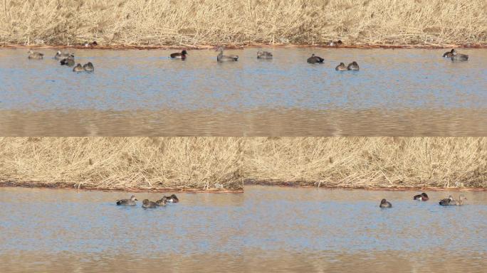 早春湿地珍稀水禽