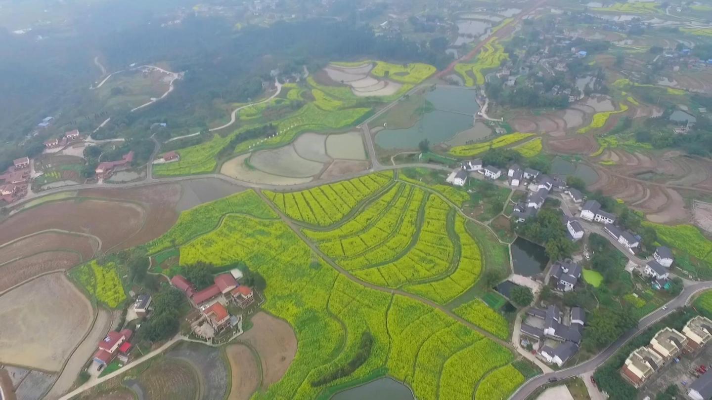 漂亮油菜花