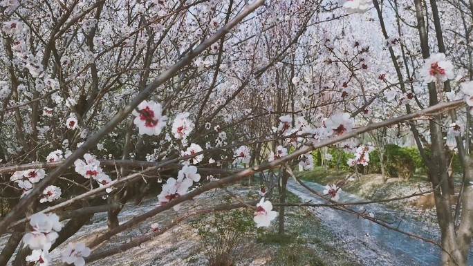 春暖花开