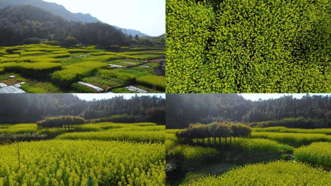 农村乡村油菜花4K航拍素材