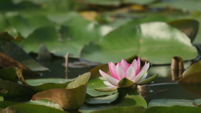 池塘里的一朵睡莲