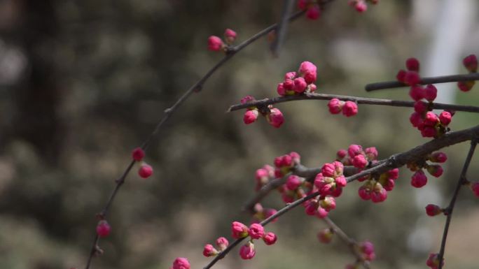 连翘花迎春花桃花盛开春天景色花草写意