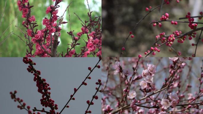 连翘花迎春花桃花盛开春天景色花草写意