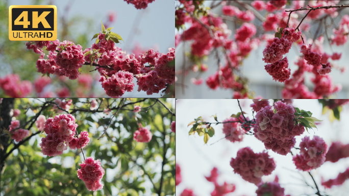 【4K】樱花，春天樱花，樱花盛开