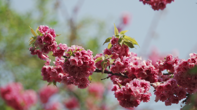 【4K】樱花，春天樱花，樱花盛开