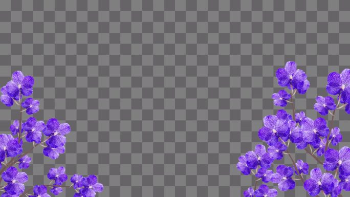 紫罗兰花开边框-带通道