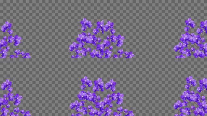 紫罗兰花开边框-带通道