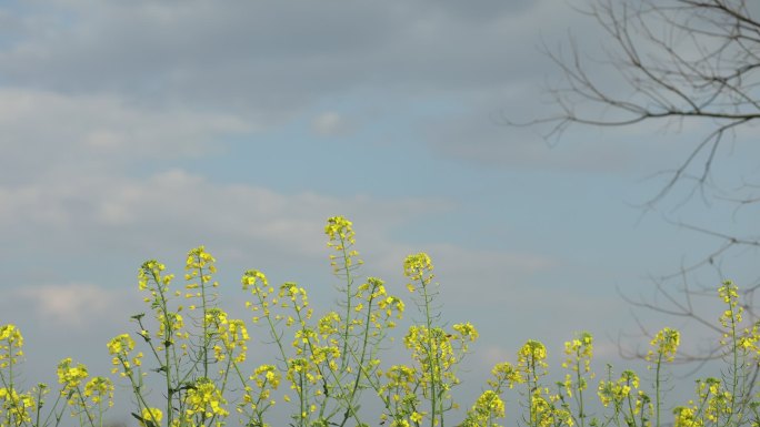 油菜花延时中景