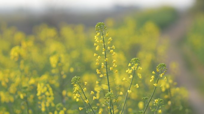 油菜花虚实变焦