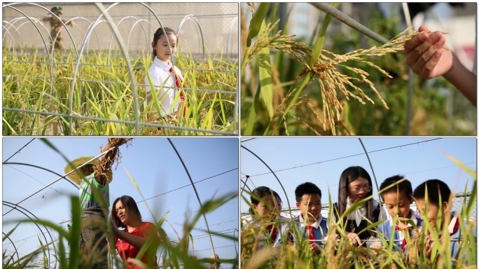 丰收啦学生体验农场水稻开镰收割