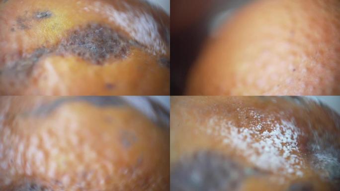 霉菌橘子柑橘发霉的橘子霉菌、可商用