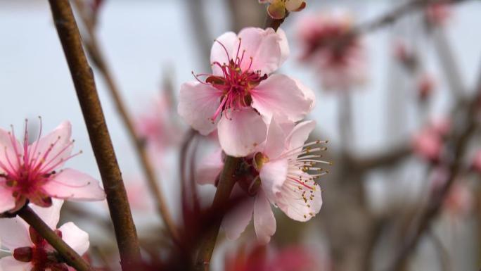【4K视频】春天桃花盛开