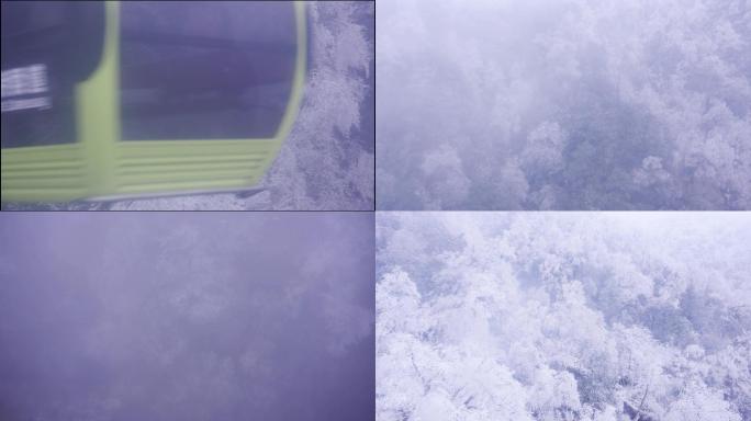 雪松雾凇雪景
