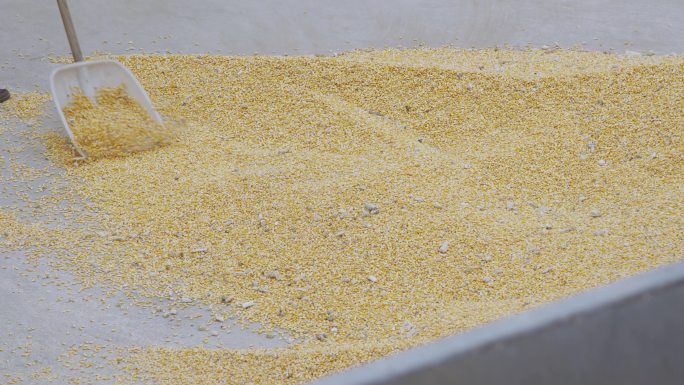 【原创】卖玉米、粮食涨价