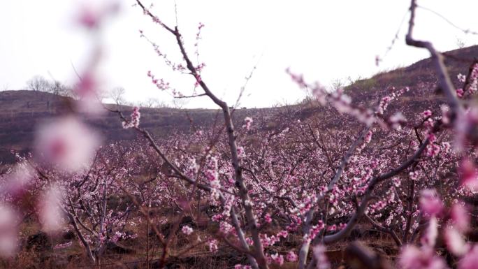 4k高清桃花开花树春