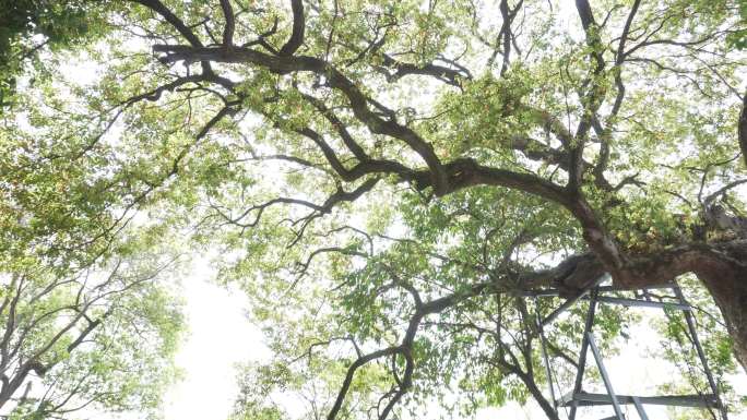 【4K】古樟树、香樟